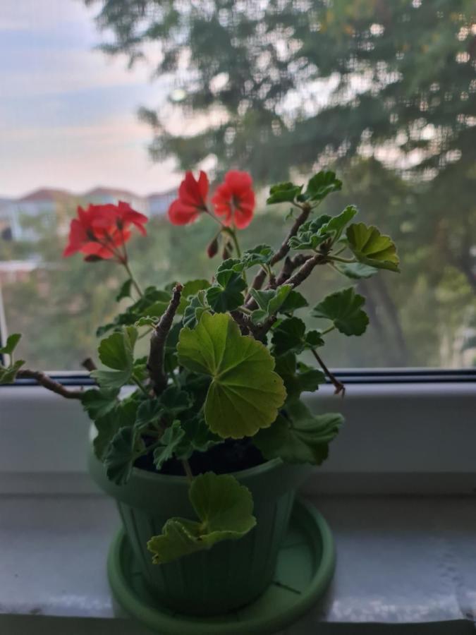 Apartament Modern Cristina&Jessica Mediaş Eksteriør bilde